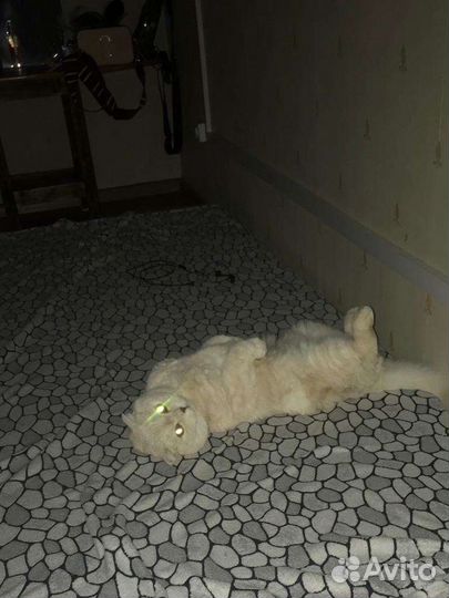 Шотландская