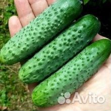 Семена самого удивительного гибрида