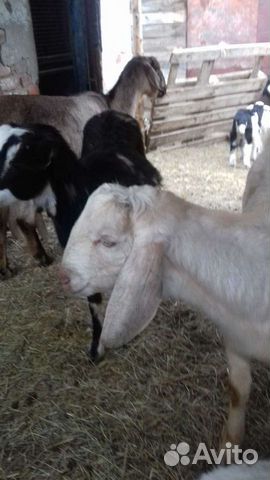 Козы годовалые