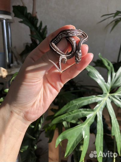 Маисовый полоз