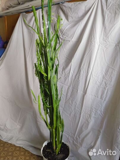 Комнатный цветок молочай