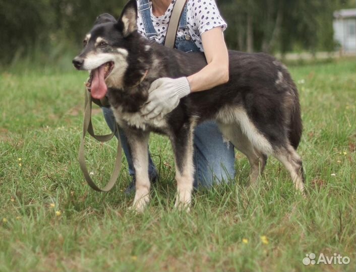 Классный пёс Джоник из приюта
