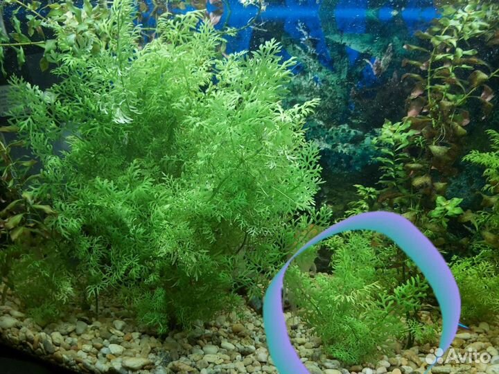 Украшение для аквариума