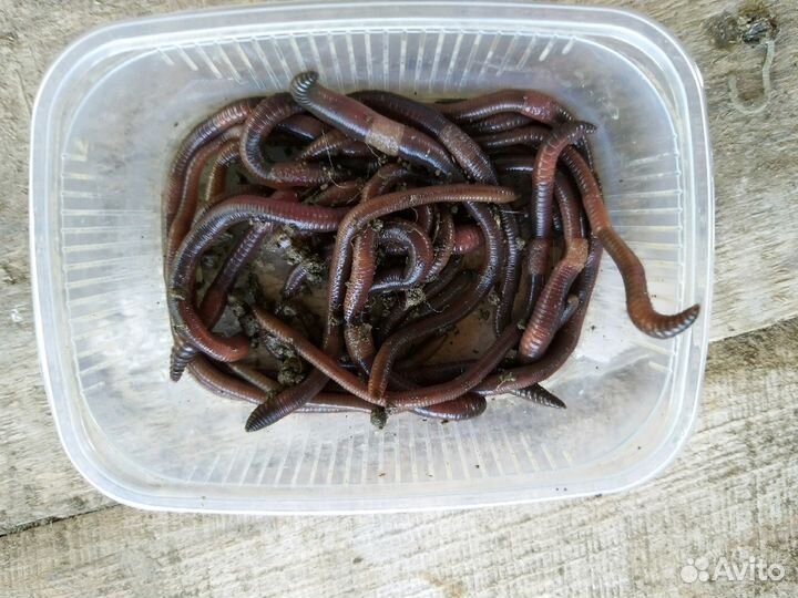 Черви грабак