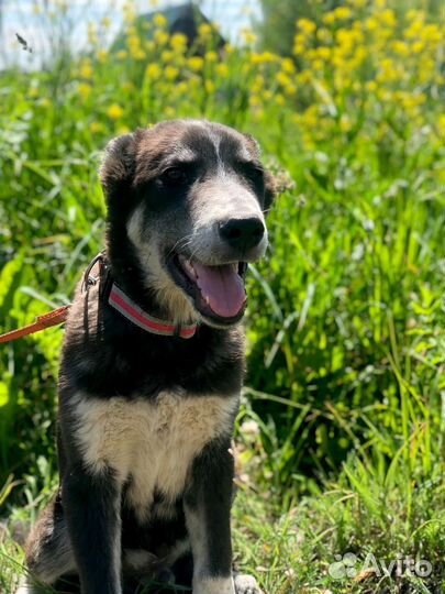 Щенок мальчик Барон 4 мес