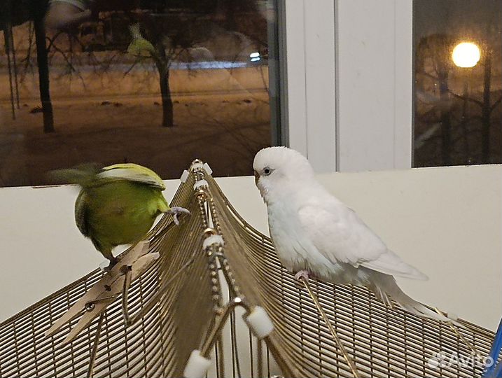 Волнистые попугаи