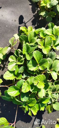 Рассада клубники