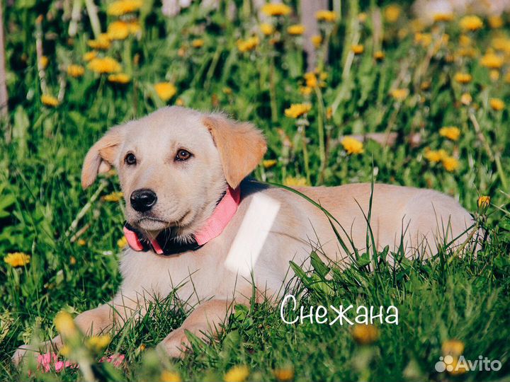Собака в добрые руки отдам бесплатно