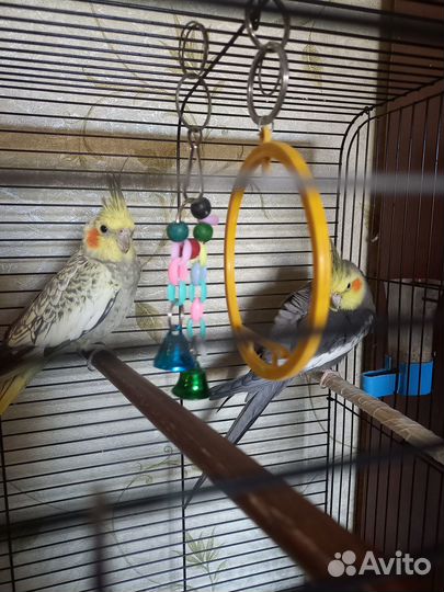 Попугаи корелла