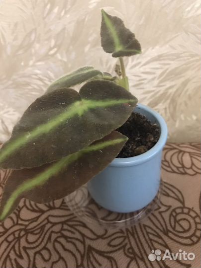 Бегония листада