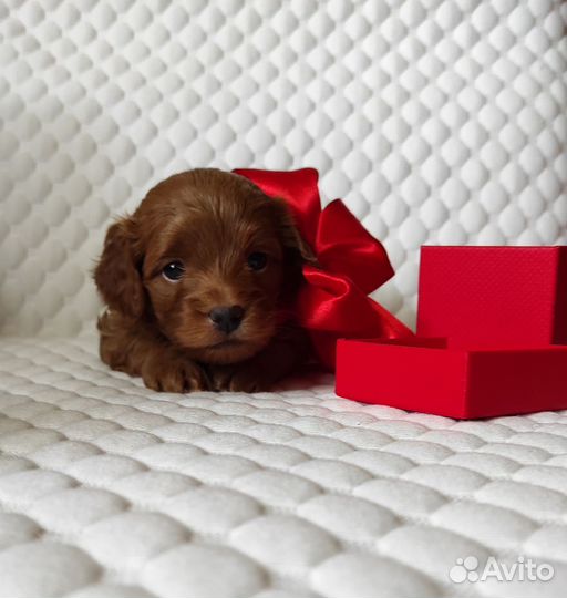 Мальтипу f1 mini