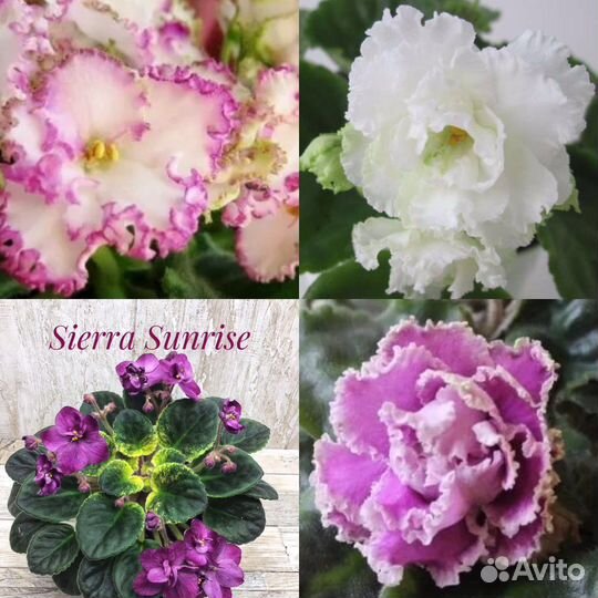 Фиалка набор деток 3