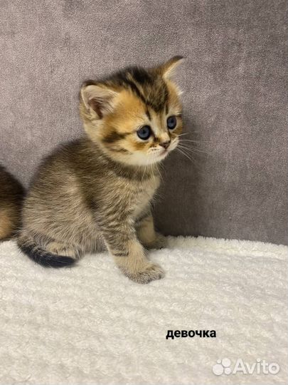 Британская шиншилла котята