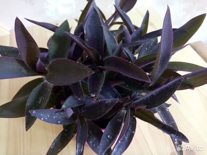 Традесканции 38 сортов, часть 4