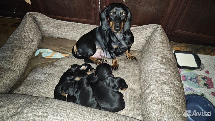 Щенки Таксы