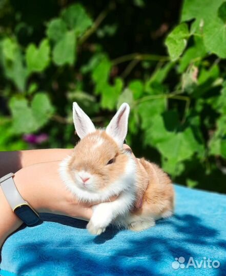 Декоративные кролики подростки