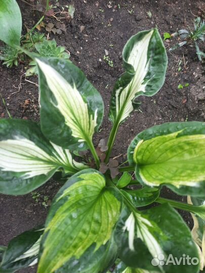 Продам хосты