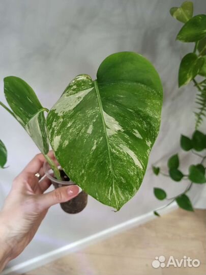 Монстера Альба