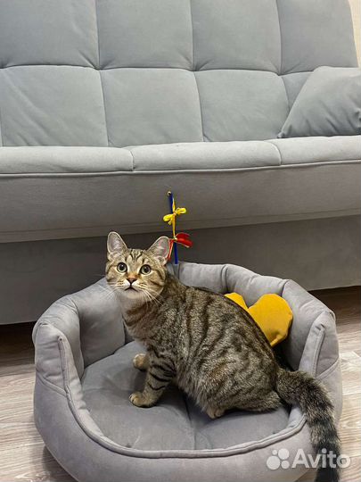 Лежанка для кошек