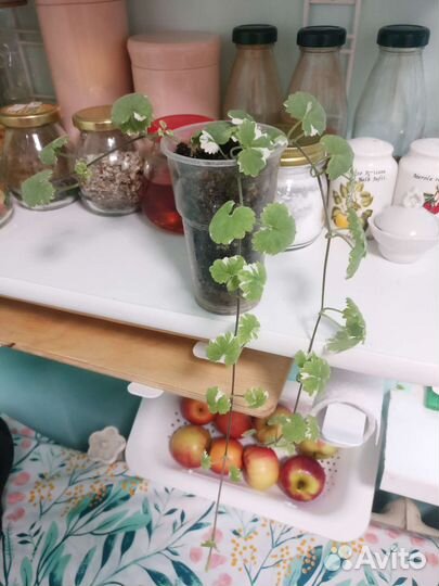 Будра вариегатная