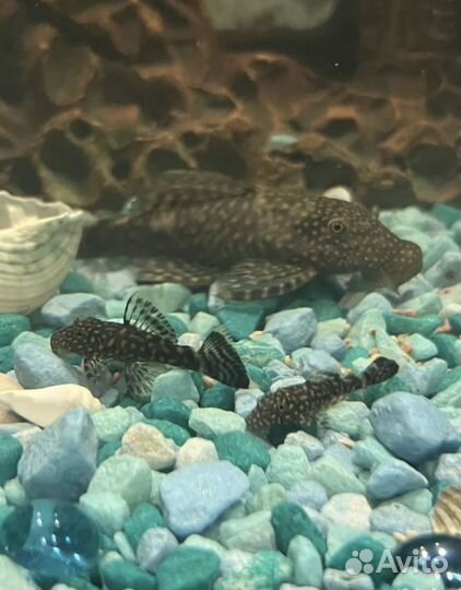 Анциструс сомики (аквариумные рыбки)