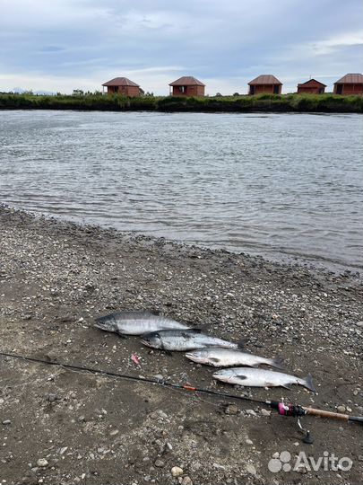 Турбаза рыбалка на камчатке Горбуша, нерка, кета