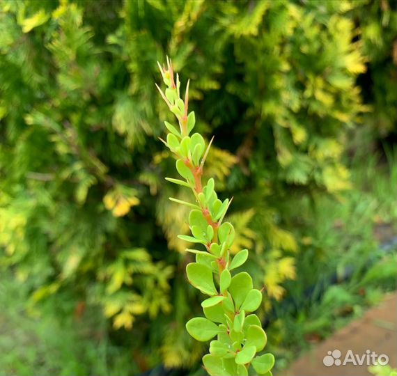 Барбарис тунберга 'Green Carpet'