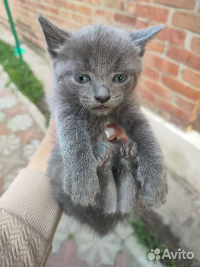 Котята