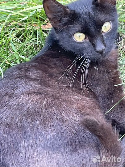 Ласковая кошечка Шура в добрые руки