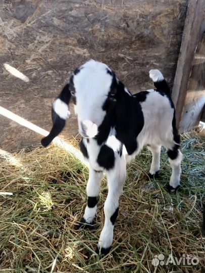 Козлята