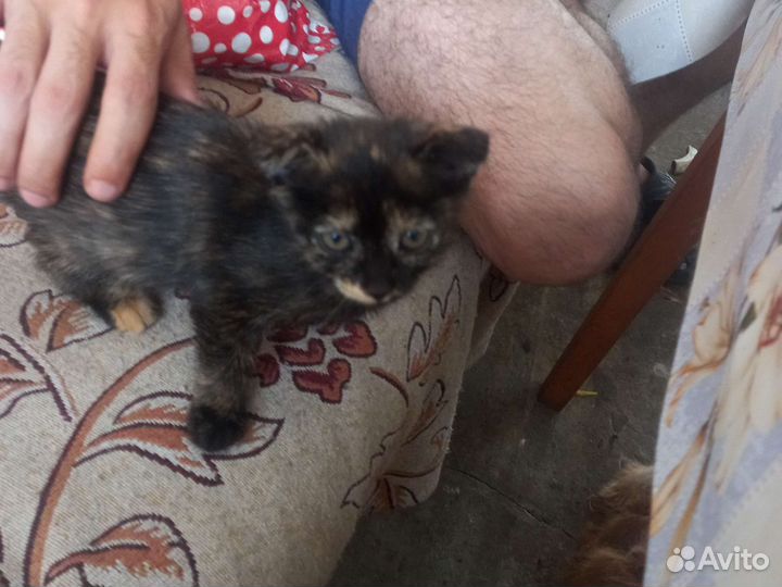 Прекрасные кошкины детки ищут заботливые ручки