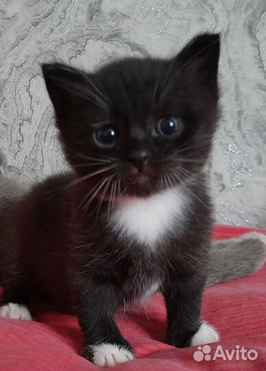 Котёнок от британской кошки