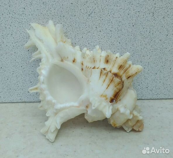 Мурекс вьетнамский 9,7 морская ракушка раковина