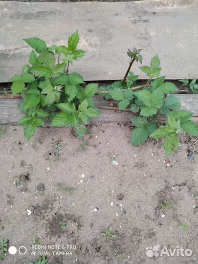 Саженцы ежевики