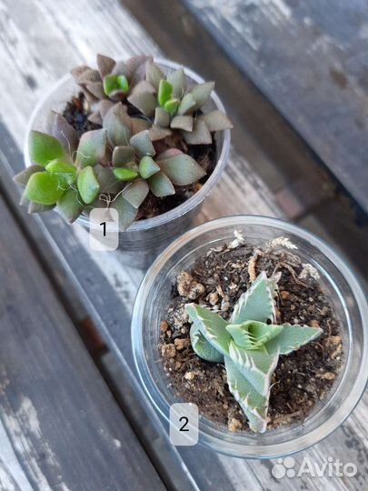 Суккуленты