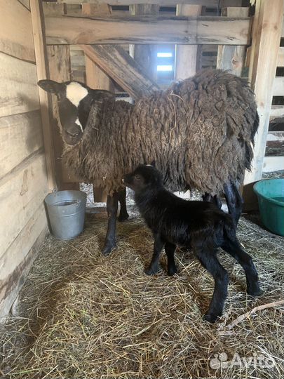 Бараны овцы романовские на племя и на мясо