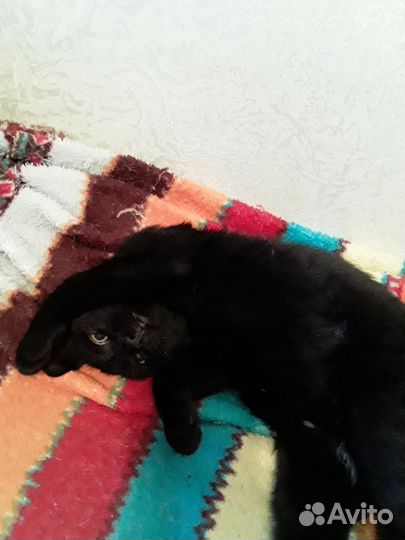 Кошечка-подросток