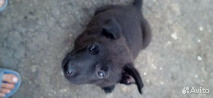 Щенята от овчарки и кане корсо