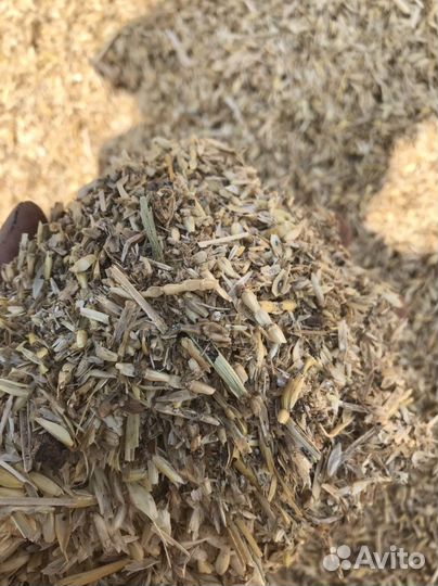 Полова пшеничная 2023 года