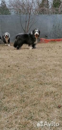 Бородатый колли