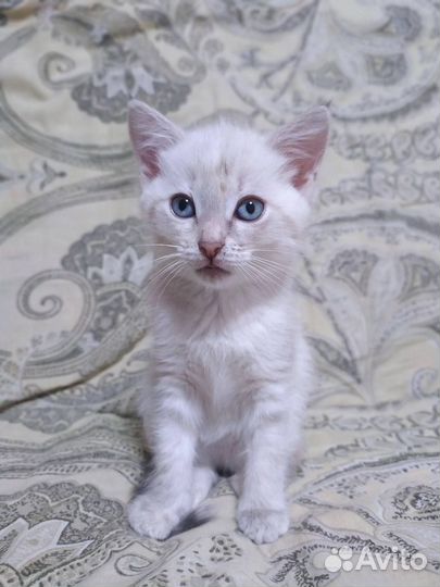 Отдам кошечку добрым людям