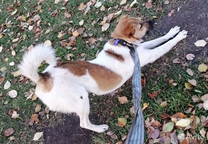 Собака Майло