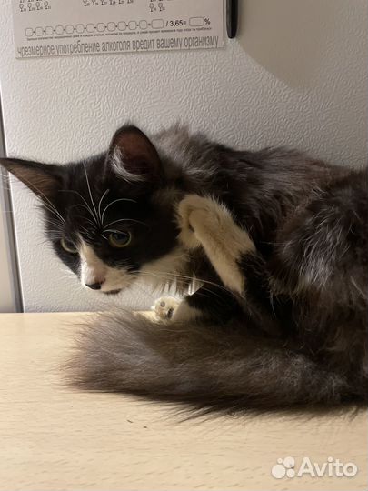 Кошка ищет дом