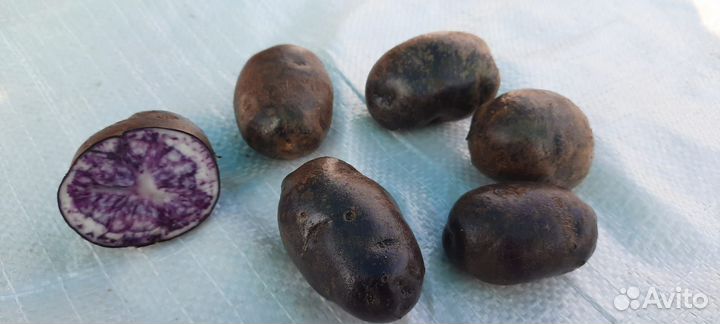 Фиолетовый картофель