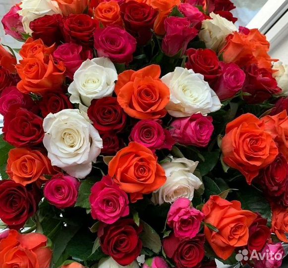 Розы гигантские красивые
