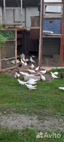 Голуби молодеж бойные