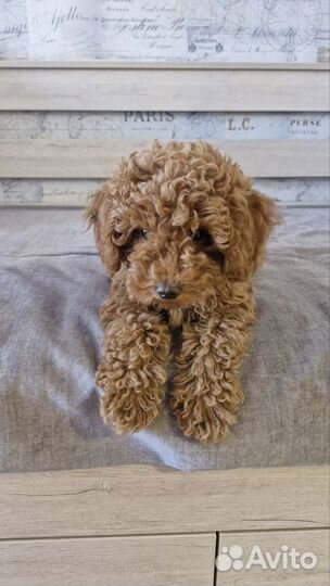 Той пудель мальчик red brouwn