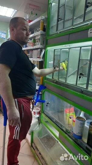 Волнистый попугай