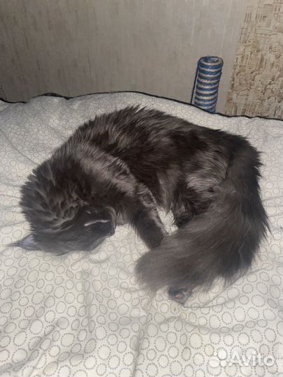 Мейн-кун девочка