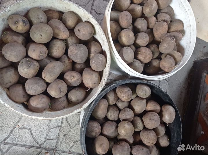 Семенной картофель